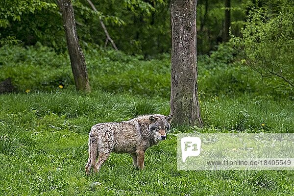 Lone European grey wolf  Eurasian wolf (Canis lupus lupus)  common wolf foraging in broadleaved forest
