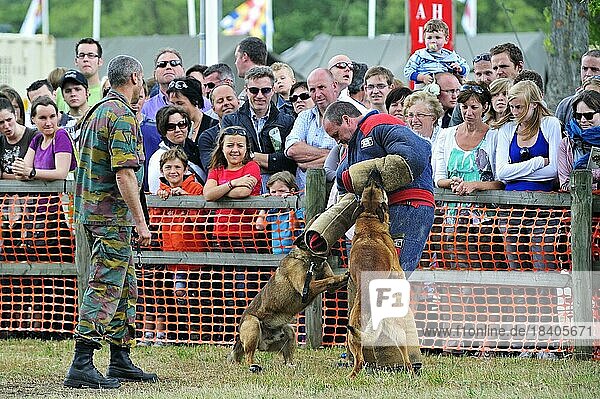 Military attack dogs  Belgian Shepherd Dog  Malinois  biting man in protective clothing during open day of the Belgian army at Leopoldsburg  Belgium  Europe