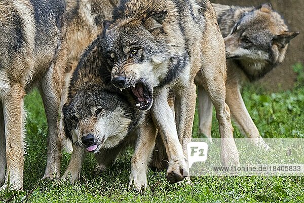 Zwei aggressive Graue Wölfe (Canis lupus)  Graue Wölfe  die knurrend und mit gefletschten Eckzähnen um die Vorherrschaft kämpfen