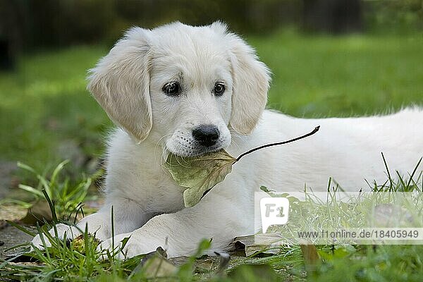 White Golden retriever (Canis lupus familiaris) pup playing with leaf in garden