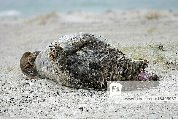 Grey (Halichoerus grypus) seal  gray seal adult male  bull yawning on sandy beach along the North Sea coast in winter