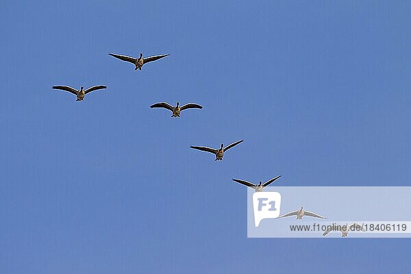 Migrating greylag goose (Anser anser) flock  graylag geese flying in formation against blue sky