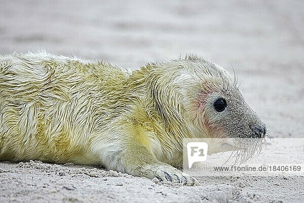 Kegelrobbe (Halichoerus grypus)  Nahaufnahme eines neugeborenen Jungtiers am Sandstrand an der Nordseeküste im Winter