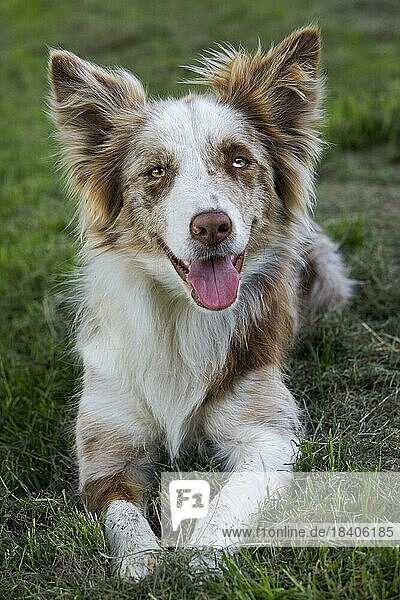Red merle Border Collie (Canis lupus familiaris) lying in garden