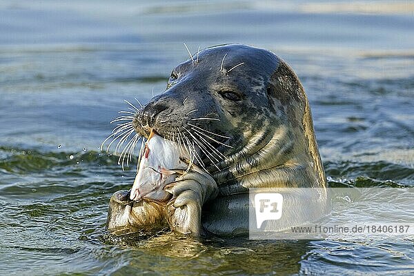Close-up (Halichoerus grypus) of grey seal  gray seal eating European plaice (Pleuronectes platessa) in sea