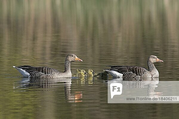 Greylag goose (Anser anser) parents swimming with goslings  chicks in lake in spring