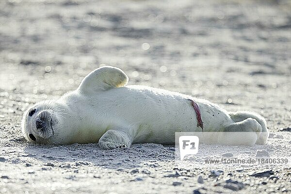 Grey (Halichoerus grypus) seal  gray seal newborn pup showing umbilical cord  resting on sandy beach along the North Sea coast in winter