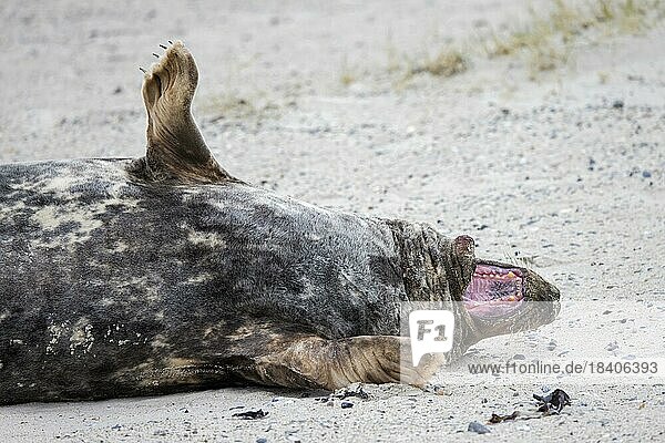 Grey (Halichoerus grypus) seal  gray seal adult male  bull yawning on sandy beach along the North Sea coast in winter