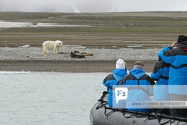 Ökotouristen in einem ZodiacBoot die einen Eisbär (Ursus maritimus) beobachten  der sich von einem gestrandeten Walkadaver ernährt  Svalbard  Spitzbergen