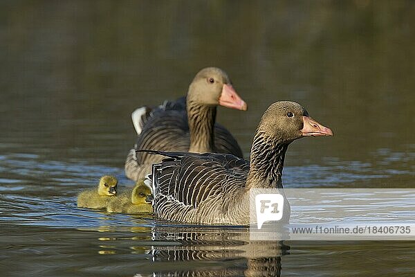 Greylag goose (Anser anser)  graylag goose swimming with goslings on lake in spring  Germany  Europe