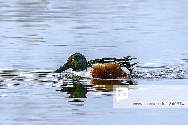 Northern shoveler (Anas clypeata) adult male  drake swimming in pond in winter