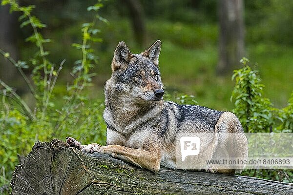 Solitary Eurasian wolf (Canis lupus lupus)  lone grey wolf resting on log in forest in autumn  fall