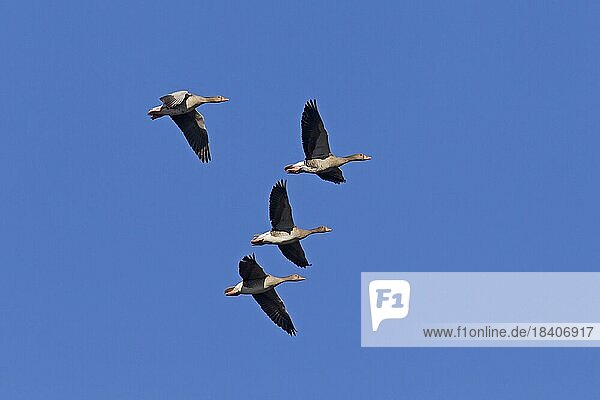 Greylag Geese  Graylag Goose (Anser anser) flock in flight