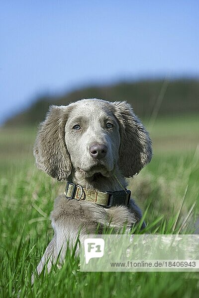 Weimaraner (Canis lupus familiaris)  long-haired puppy in field  Germany  Europe