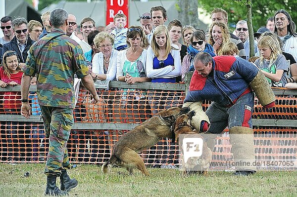 Militärische Kampfhunde  Belgischer Schäferhund  Malinois  beißen einen Mann in Schutzkleidung beim Tag der offenen Tür der belgischen Armee in Leopoldsburg  Belgien  Europa