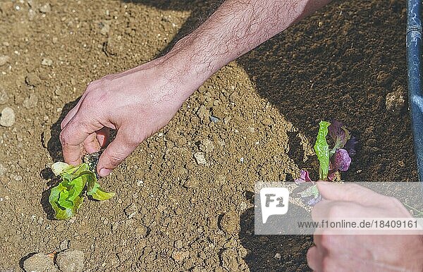 Nahaufnahme eines Mannes  der Salat in einem Biogarten pflanzt