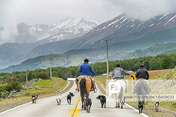 Three gauchos riding horses  accompanied by dogs  on a road in Villa Cerro Castillo  Cerro Castillo National Park  Aysen  Patagonia  Chile  South America