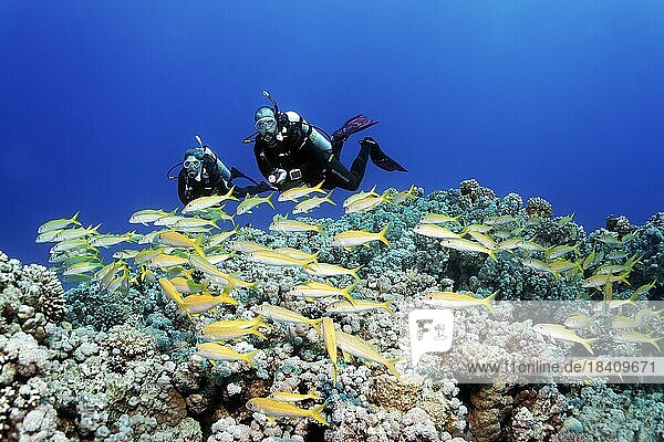 Taucher  Taucherin  zwei  tauchen über Korallenriff  beobachten Schwarm Gelbflossen-Meerbarsch (Mulloideichthys vanicolensis)  Rotes Meer  Hurghada  Ägypten  Afrika