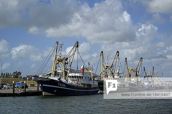 Oudeschild harbour  fishing boats in the harbour  June  Texel island  North Sea  North Holland  Netherlands
