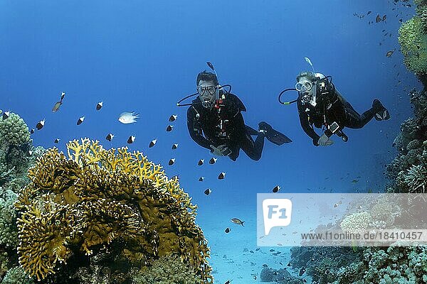Diver  female diver  pair  two  looking at  looking at intact coral reef with school of bicoloured swallowtail (Chromis dimidiata)  Red Sea  Hurghada  Egypt  Africa