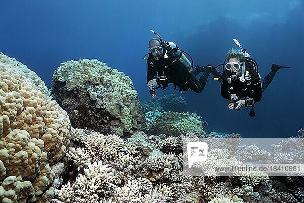 Taucher  Taucherin  zwei  betrachten  tauchen über intakt  intaktes Korallenriff  verschiedene Acropora-Steinkorallen (Acropora)  Rotes Meer  Hurghada  Ägypten  Afrika