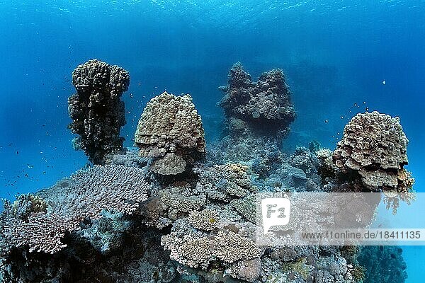 Unterwasserlandschaft  typisch  bizarr  Korallentürme  Domkoralle (Porites nodifera)  unten verschiedene Acropora Steinkorallen (Acropora)  St.-Johannes-Insel  auch Zabargad  Rotes Meer  Ägypten  Afrika