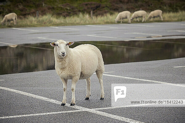 Freilaufende Schafe auf einem Parkplatz in List/Sylt