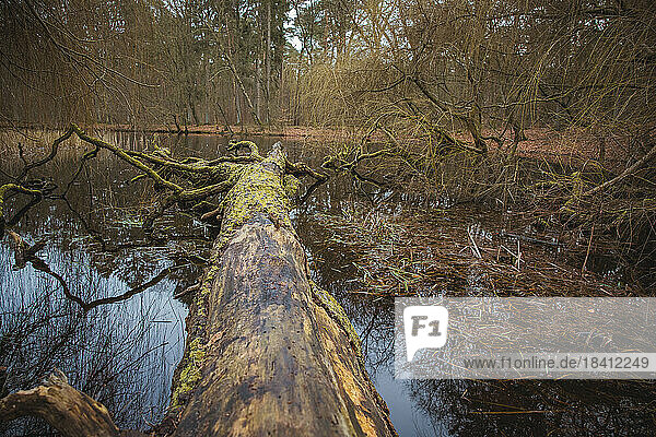 Abgestorbener und mit Moos bewachsener Baumstamm liegt im Wasser eines Teiches im Forst Klövensteen im Hqamburger STadtteil Rissen