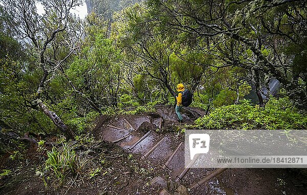 Woman hiker on Vereda Francisco Achadinha trail  Rabacal  Madeira  Portugal  Europe