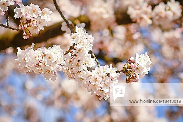 Blühende Frühlingsblumen des japanischen Somei Yoshino Kirschblütenbaums
