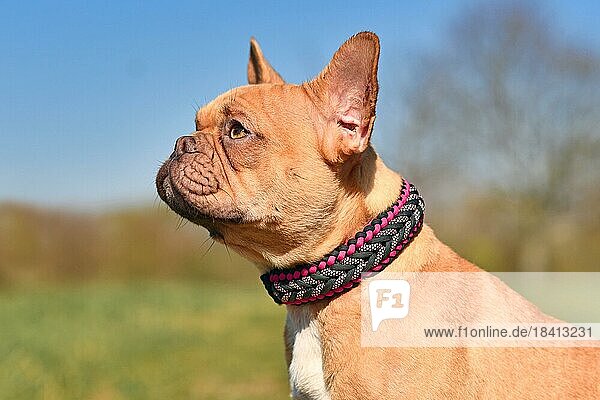 Porträt einer roten französischen Bulldogge  die ein handgefertigtes Paracordhalsband trägt