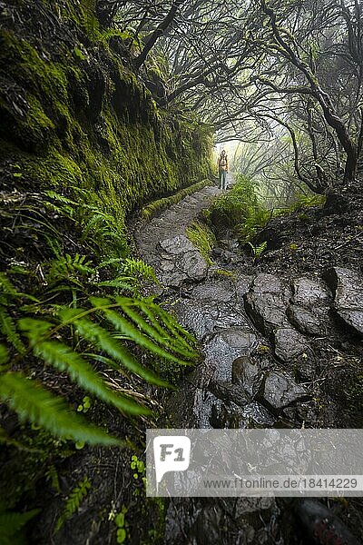 Wanderer  Mystischer Wald mit Nebel  Wanderweg Vereda Francisco Achadinha  Rabacal  Madeira  Portugal  Europa