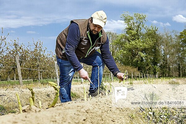 Farmer harvesting green asparagus  Rheurdt  North Rhine-Westphalia  Germany  Europe