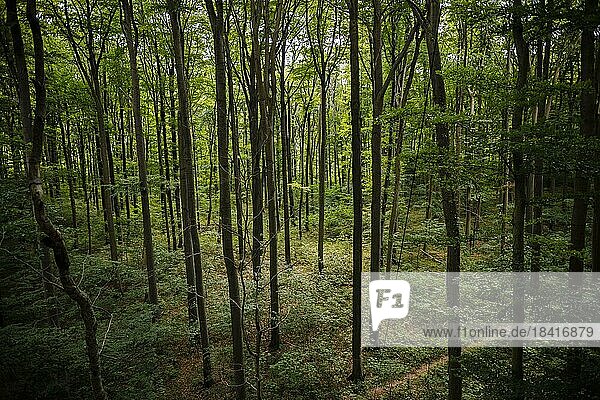 Blick in einen Laubwald in Niedersachsen. Mackenrode  28.06.2022  Mackenrode  Deutschland  Europa