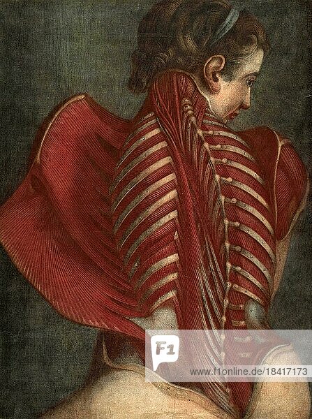 LAnge anatomique  Der anatomische Engel  oder Sezierung des Rückens einer Frau  Muskeln  Rippen  Anatomie  Historisch  digital restaurierte Reproduktion einer Vorlage aus der damaligen Zeit
