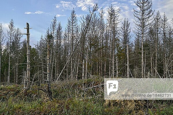 Forest dieback  dead spruce (Picea abies)  Schwerte  North Rhine-Westphalia  Germany  Europe