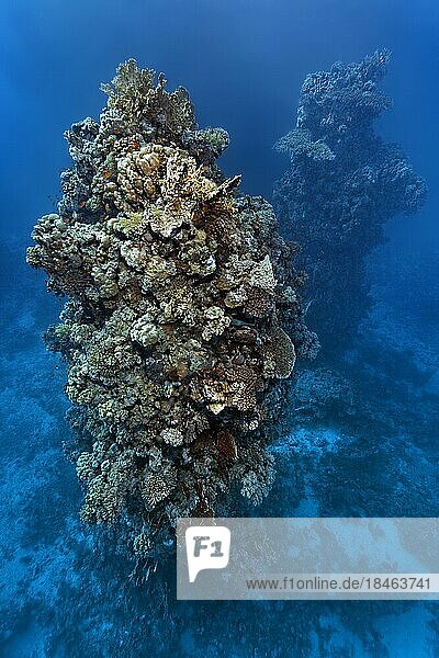 Fünfzehn Meter hoch aufragende Korallentürme aus verschiedenen Steinkorallenarten  Rotes Meer  St. Johns  Ägypten  Afrika