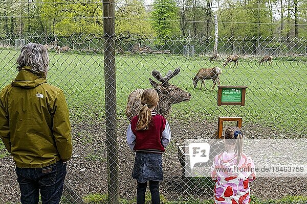 Wildpark im Grafenberger Wald  Rotwild eine Attraktion für alle Besucher  Düsseldorf  Nordrhein-Westfalen  Deutschland  Europa