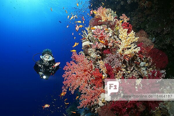 Taucher  Taucherin betrachtet an Korallenriff-Steilwand großen Korallenblock mit vielen Klunzingers-Weichkoralle (Dendronephthya) in verschiedenen Rottönen  rot  Rotes Meer  Brother Islands auch El Ikhwa-Inseln  Gouvernement Rotes Meer  Ägypten  Afrika