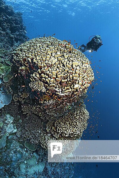 Korallenriff-Steilwand mit Taucher  taucherun und großer Domkoralle (Portes nodifera) mit Schwarm Fahnenbarsche (Anthiinae)  Rotes Meer  St. Johns  Marsa Alam  Ägypten  Afrika