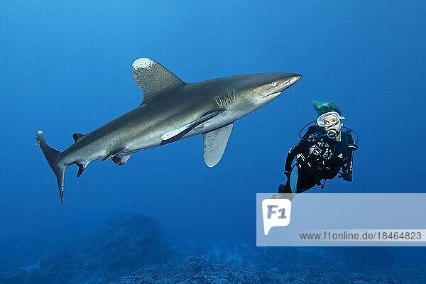 Diver watching oceanic whitetip shark (Carcharhinus longimanus)  Red Sea  Daedalus Reef  Marsa Alam  Egypt  Africa