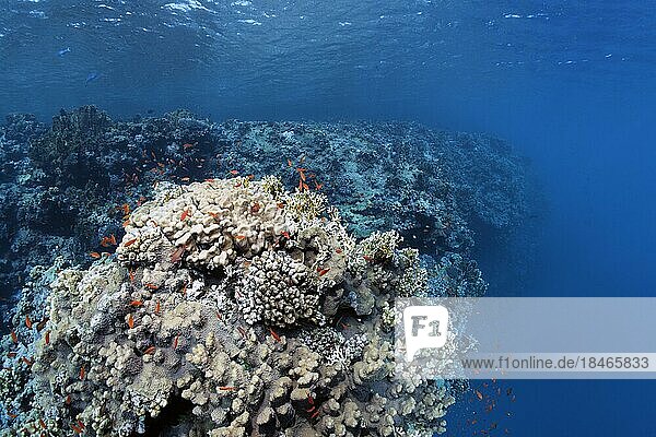 Riffkante an Korallenriff-Steilwand mit verschiedenen Steinkorallen (Scleractinia)  Schwarm Fahnenbarsche (Anthiinae)  Rotes Meer  St. Johns  Marsa Alam  Ägypten  Afrika