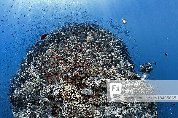 Taucherin  Taucher taucht an Riffrücken aus Steinkorallen (Scleractinia)  Korallenriff mit ungewöhnlicher Form  viele Rifffische  Fischschwarm  Rotes Meer  St. Johns  Marsa Alam  Ägypten  Afrika