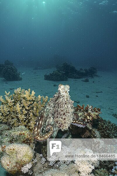 Großer Blauer Krake (Octopus cyaneus) im Abendlicht. Tauchplatz Hausriff  Mangrove Bay  El Quesir  Rotes Meer  Ägypten  Afrika