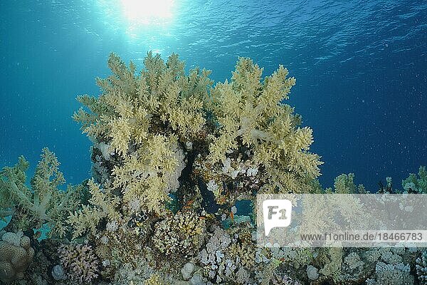 Broccoli-Bäumchen (Litophyton arboreum) im Gegenlicht. Tauchplatz Hausriff  Mangrove Bay  El Quesir  Rotes Meer  Ägypten  Afrika