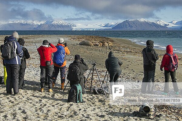 Touristen fotografieren eine Gruppe von Walrosse (Odobenus rosmarus) am Strand entlang der Küste des Arktischen Ozeans  Svalbard  Norwegen  Europa