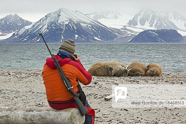 Guide armed with rifle watching walruses (Odobenus rosmarus) resting on the beach at Svalbard  Spitsbergen  Norway  Europe