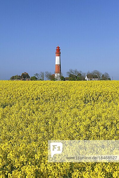 Leuchtturm Flügge  Flügge und blühendes Rapsfeld auf Fehmarn  Insel in der Ostsee vor der Ostküste von Schleswig Holstein  Deutschland  Europa
