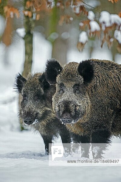 Two wild boars (Sus scrofa) male  boar and female  sow foraging in forest in the snow in winter