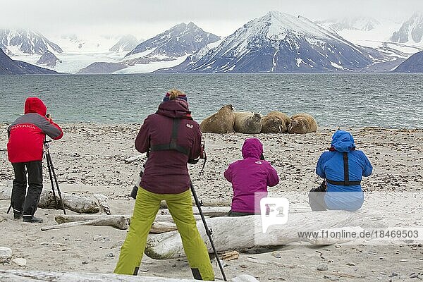 Eco-tourists watching and photographing walruses (Odobenus rosmarus) resting on the beach at Svalbard  Spitsbergen  Norway  Europe